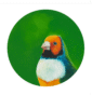 1853-gouldian-finch-giclee-art-print-5060583435151-17091624108188-3.png