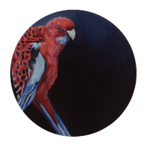 Crimson Rosella Giclée Art Print