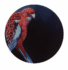 1859-crimson-rosella-giclee-art-print-5060583435205-17091624992924-3.png