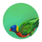 1863-rainbow-lorikeet-giclee-art-print-5060583435243-17091622830236-3.png
