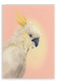 28x40-9118-cockatwos-white-canvas-print-5056472994687-31110516080796-2.png