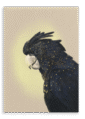28x40-9119-cockatwos-black-canvas-print-5056472995554-31110486687900-2.png