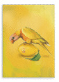 28x40-9144-lemon-lorikeet-printed-canvas-wall-art-5056472994977-31540880801948.png