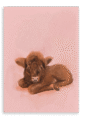 28x40-9206-baby-kyloe-giclee-canvas-print-5056472992522-39255430070521-4.png