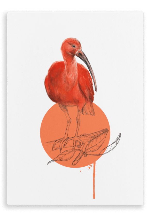 28x40-931-scarlet-ibis-canvas-print-5056472999422-28598372728988-3.png