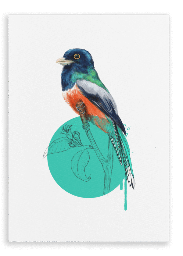 28x40-932-blue-crowned-trogon-canvas-print-5056472998982-28598381969564-2.png