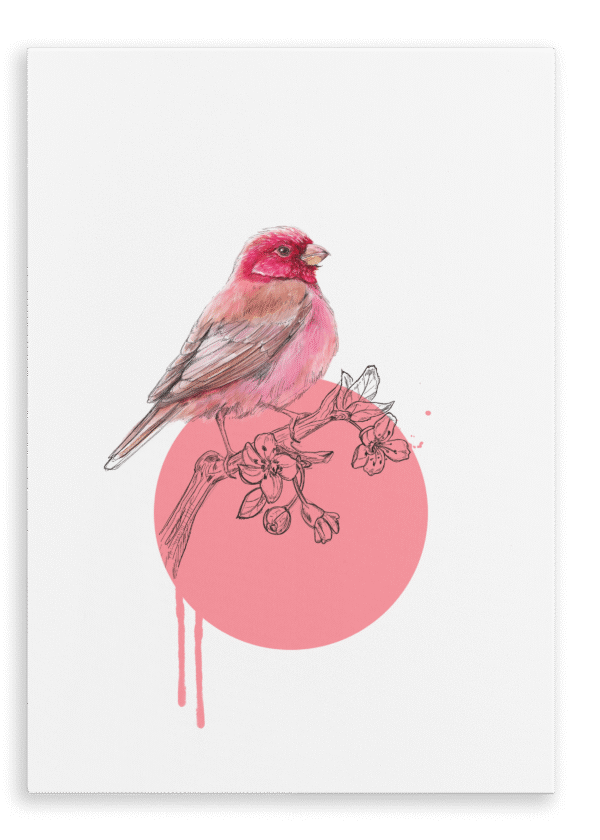 28x40-935-rose-finch-canvas-print-5056472997930-28598043607196.png