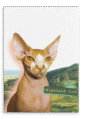 28x40FrontView_936a794e-98e3-437a-b7d9-ae9b3bf06db2-2.png