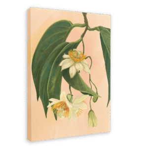 Passionflower Canvas Print