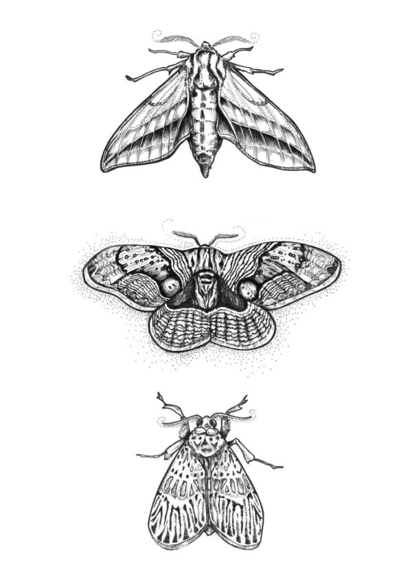 3-moths-matte-art-print-19847892664476-2.jpg 3-moths-matte-art-print-19847892664476-2.jpg