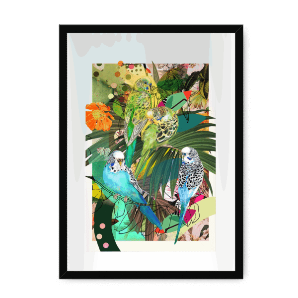 3231-mounted-black-blooming-budgerigars-framed-with-a-mount-print-29154938519708-8.png