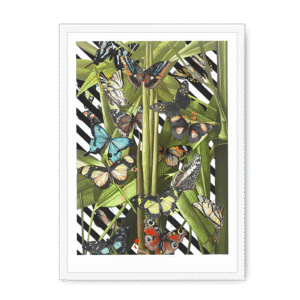 Butterfly Tropicana Framed Print