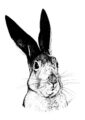 35209-skeptical-hare-matte-art-print-5060583433225-16949562867868-6.jpg