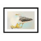 39140-framed-black-white-mount-banana-gull-framed-print-31597746946204-12.png