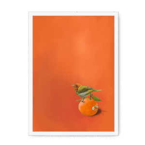 Tangerine Tanager Framed Print