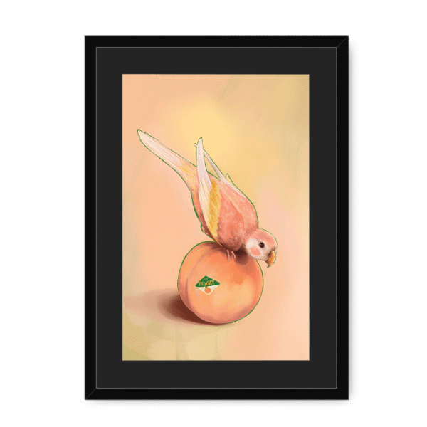 39143-framed-black-black-mount-peachy-parakeet-framed-print-31598301216924-12.png