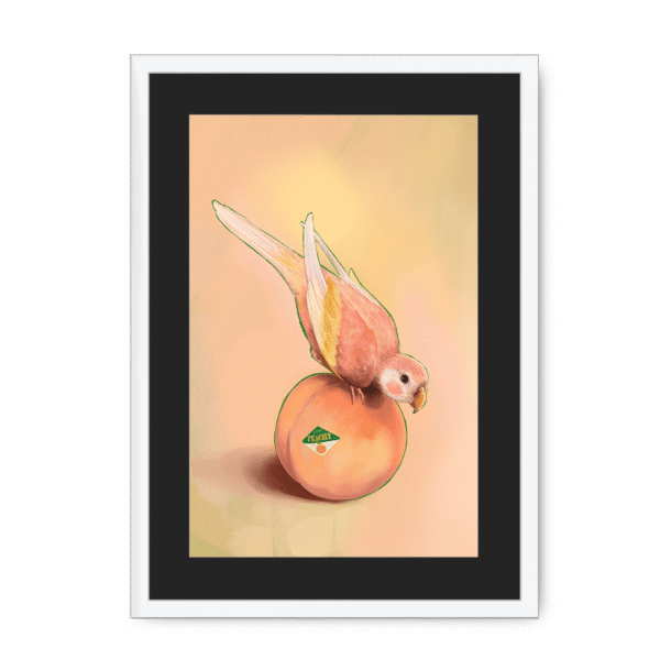 39143-framed-white-black-mount-peachy-parakeet-framed-print-31598301118620-12.png