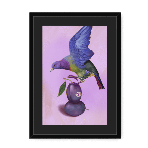 39145-framed-black-black-mount-plum-pigeon-framed-print-31598073249948-12.png