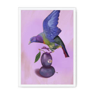 Plum Pigeon Framed Print