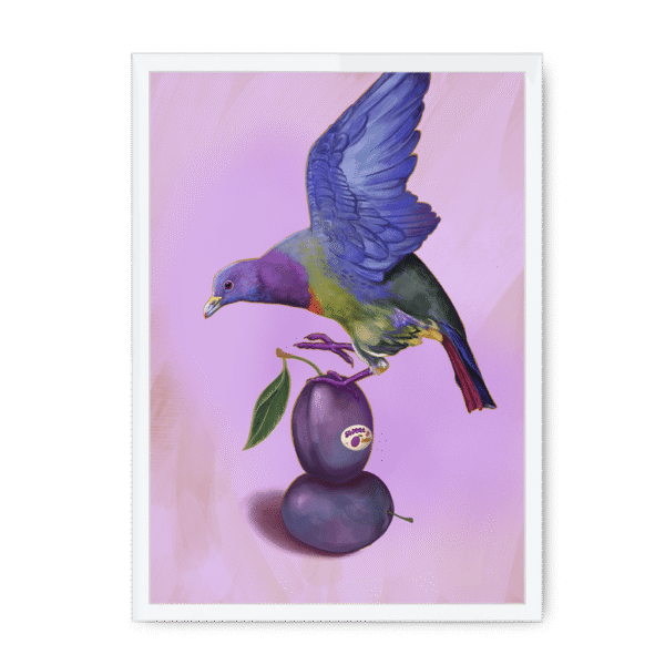39145-framed-black-plum-pigeon-framed-print-31598072791196-15.png