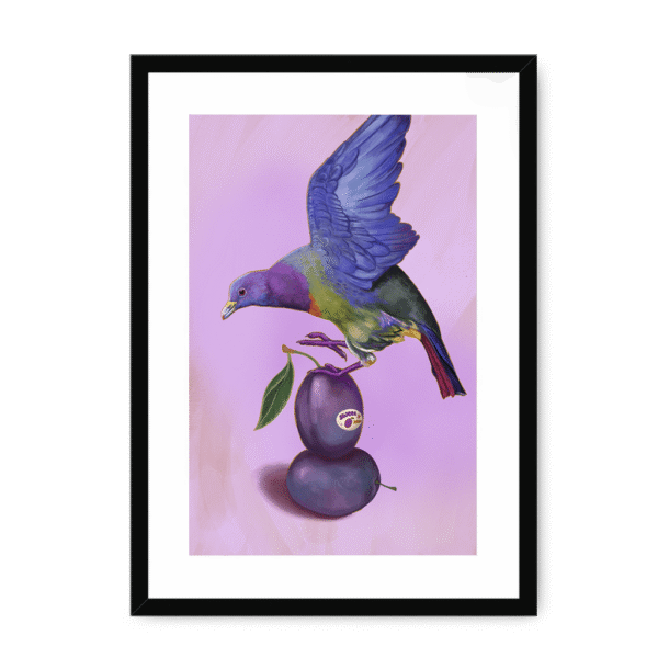 39145-framed-black-white-mount-plum-pigeon-framed-print-31598073217180-12.png