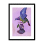 39145-framed-black-white-mount-plum-pigeon-framed-print-31598073217180-12.png