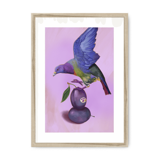 39145-framed-natural-white-mount-plum-pigeon-framed-print-31598073282716-12.png