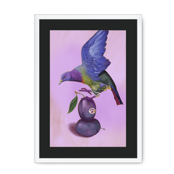 39145-framed-white-black-mount-plum-pigeon-framed-print-31598073184412-12.png