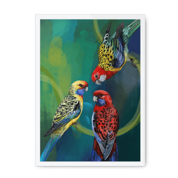 3951-framed-black-rondel-of-rosellas-framed-print-31613395763356-20.png