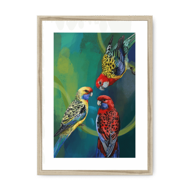 3951-framed-natural-white-mount-rondel-of-rosellas-framed-print-31613396123804-16.png