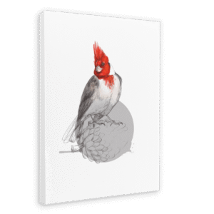 Red Crested Cardinal Canvas Print
