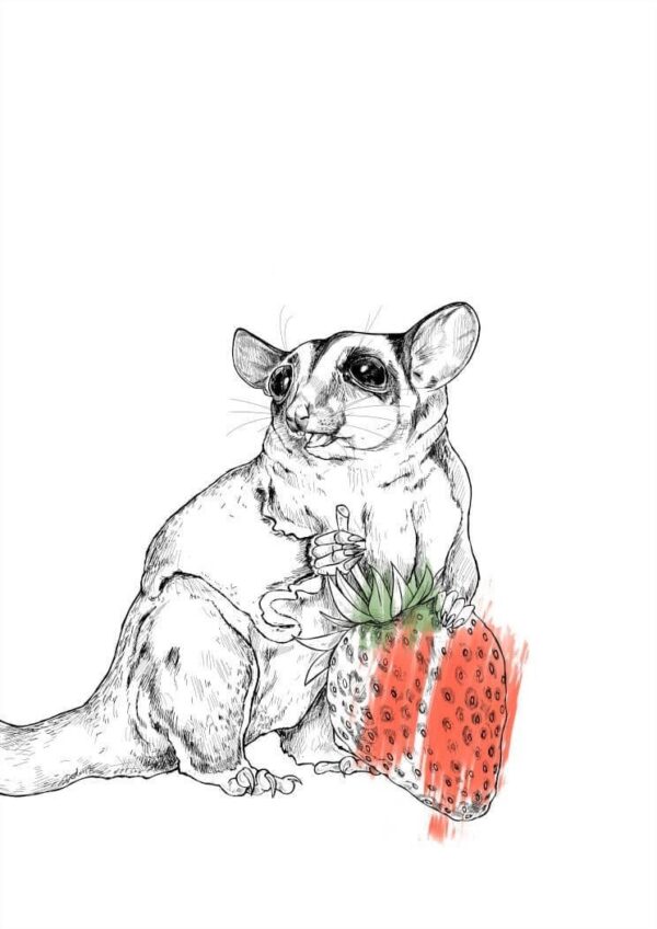 45400-strawberry-sugar-glider-matte-art-print-5060583430279-17115075674268-3.jpg