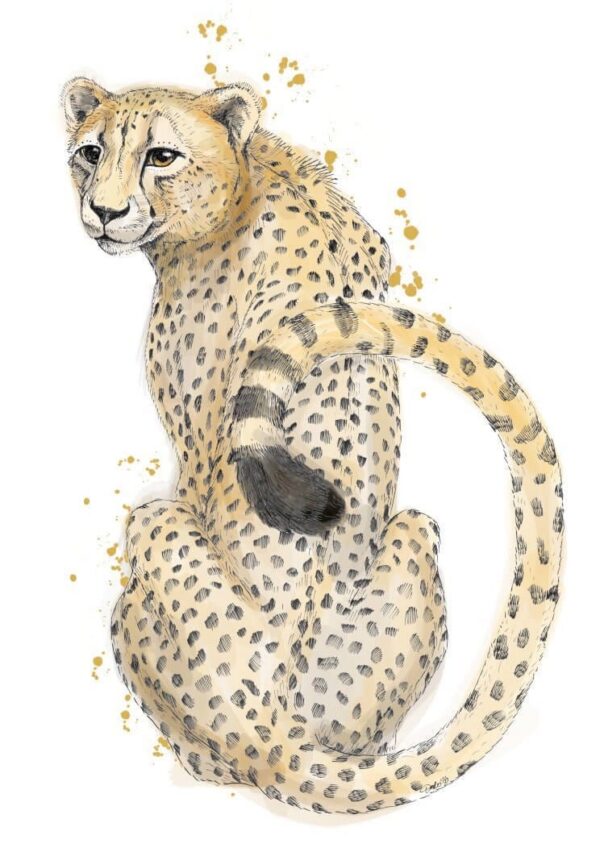 4670-cheetah-sits-matte-art-print-5060583430705-17115075215516-3.jpg