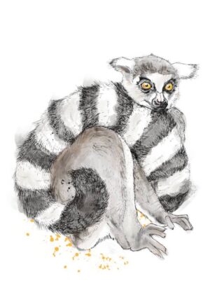 Lemur Matte Art Print
