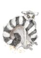 4671-lemur-matte-art-print-5060583430712-17115074986140-3.jpg