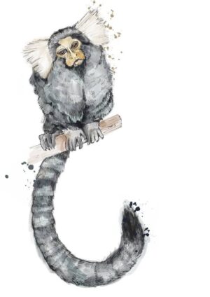Marmoset Matte Art Print