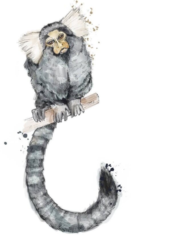 4672-marmoset-matte-art-print-5060583430729-17115110473884-2.jpg