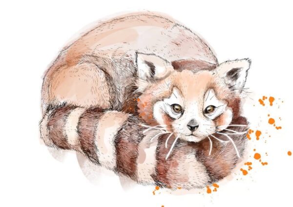 4673-red-panda-matte-art-print-5060583430736-17115074527388-2.jpg 4673-red-panda-matte-art-print-5060583430736-17115074527388-2.jpg