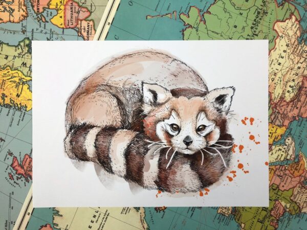 4673-red-panda-matte-art-print-5060583430736-17115074560156-2.jpg 4673-red-panda-matte-art-print-5060583430736-17115074560156-2.jpg