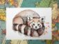 4673-red-panda-matte-art-print-5060583430736-17115074560156-2.jpg