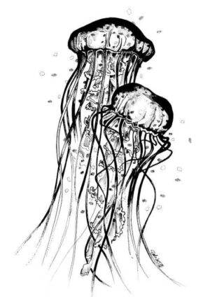 Jellyfish Matte Art Print