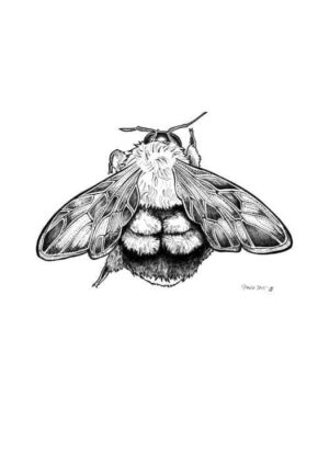 Bumblebee Matte Art Print