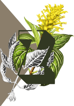 Botanical Alphabet Z Matte Art Print