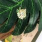 7209-botanist-leopard-pin-5056472906659-17295539863708-2.jpg