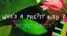 7559-who-s-a-pretty-bird-pocket-mirror-14365123524.jpg