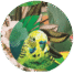 7559-who-s-a-pretty-bird-pocket-mirror-14365297156.png