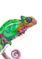 8011-reptiles-amphibians-greeting-card-set-5060583435915-19847934279836-2.jpg