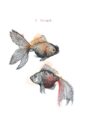 8033-i-forgot-goldfish-greeting-card-5060583436080-275279708177-2.jpg