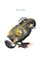 8034-welcome-chick-greeting-card-5060583436349-333544587281-2.jpg