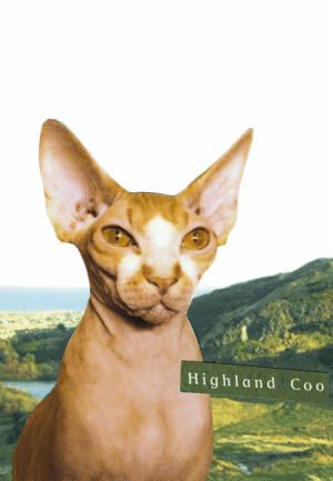 Highland Coo Greeting Card